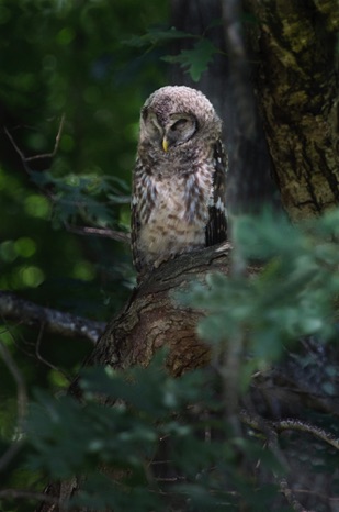 Morning Visitor - NHP241